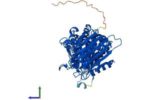 AlphaFold protein structure predicition of Mouse Recombinant Npepl1 Protein, UniprotID Q6NSR8