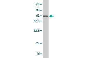 Western Blot detection against Immunogen (55. (NQO1 抗体  (AA 1-274))