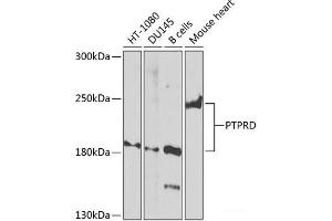 Western blot analysis of extracts of various cell lines using PTPRD Polyclonal Antibody at dilution of 1:1000. (PTPRD 抗体)