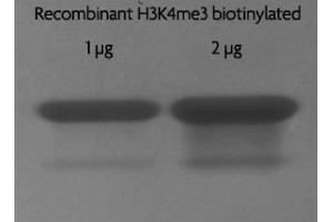 Recombinant Histone H3 trimethyl Lys4 biotinylated analyzed by SDS-PAGE gel. (Histone H3.2 (biotinylated), (full length), (N-Term), (truncated) 蛋白)