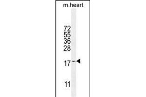 SNR27 Antibody (Center) (ABIN655835 and ABIN2845250) western blot analysis in mouse heart tissue lysates (35 μg/lane). (SNRNP27 抗体  (AA 69-98))