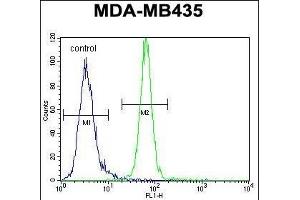 AKT1 Antibody (C-term) (ABIN652283 and ABIN2841190) flow cytometric analysis of MDA-M cells (right histogram) compared to a negative control cell (left histogram). (AKT1 抗体  (C-Term))