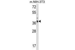 Western blot analysis of ARPC1B Antibody (Center) in NIH-3T3 cell line lysates (35ug/lane).