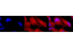 Immunocytochemistry (ICC) image for anti-Mitogen-Activated Protein Kinase 3 (MAPK3) antibody (ABIN361833)