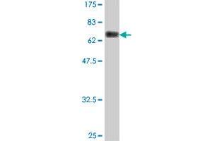 Western Blot detection against Immunogen (68. (CDC42EP1 抗体  (AA 1-384))