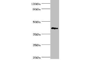 Western blot All lanes: G/T mismatch-specific thymine DNA glycosylase antibody at 6 μg/mL + Mouse brain tissue Secondary Goat polyclonal to rabbit IgG at 1/10000 dilution Predicted band size: 46 kDa Observed band size: 46 kDa