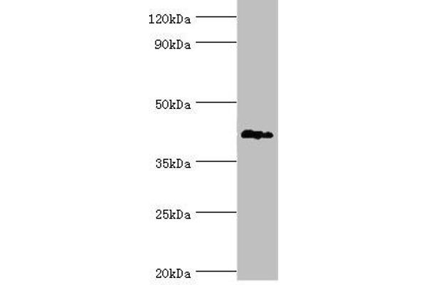 TDG antibody  (AA 141-410)