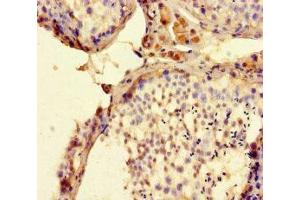 Immunohistochemistry of paraffin-embedded human testis tissue using ABIN7165554 at dilution of 1:100 (FAM71F2 抗体  (AA 1-300))