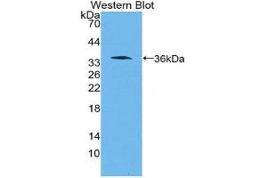 Western Blotting (WB) image for anti-Wingless-Type MMTV Integration Site Family, Member 10B (WNT10B) (AA 30-322) antibody (ABIN3202071) (WNT10B 抗体  (AA 30-322))