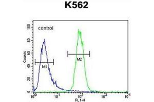 Flow cytometric analysis of K562 cells using DPY19L1 Antibody (C-term) Cat. (DPY19L1 抗体  (C-Term))