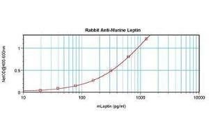 Image no. 1 for anti-Leptin (LEP) antibody (ABIN465758) (Leptin 抗体)