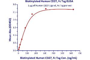 Measured by its binding ability in a functional ELISA. (CD27 Protein (AA 21-192) (Fc Tag,AVI tag,Biotin))