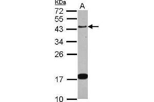 WB Image Sample (30 ug of whole cell lysate) A: IMR32 12% SDS PAGE antibody diluted at 1:1000 (GAP43 抗体)