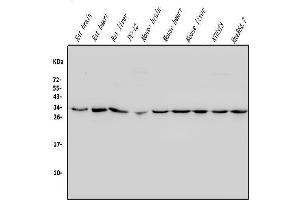 Western blot analysis of REA/PHB2 using anti-REA/PHB2 antibody (ABIN7599240). (Prohibitin 2 抗体  (AA 1-299))