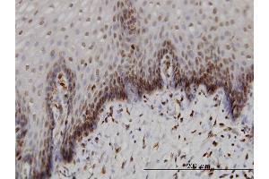 Immunoperoxidase of monoclonal antibody to BANF1 on formalin-fixed paraffin-embedded human esophagus. (BANF1 抗体  (AA 1-89))