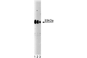 Western blot analysis of Gephyrin on rat brain lysate. (Gephyrin 抗体  (AA 569-726))