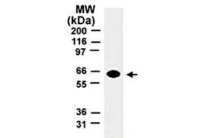 Western blot analysis of TRAF5. (TRAF5 抗体  (AA 77-186))
