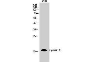 Western Blotting (WB) image for anti-Cystatin C (CST3) (Internal Region) antibody (ABIN3184215) (CST3 抗体  (Internal Region))