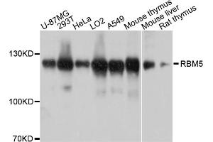 Western blot analysis of extracts of various cell lines, using RBM5 antibody. (RBM5 抗体)