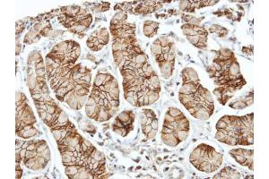 IHC-P Image Immunohistochemical analysis of paraffin-embedded human stomach, using ELMO1, antibody at 1:100 dilution. (ELMO1 抗体  (C-Term))