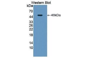 Western Blotting (WB) image for anti-Neuromedin U (NMU) (AA 35-158) antibody (ABIN1869481) (Neuromedin U 抗体  (AA 35-158))