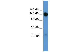 WB Suggested Anti-Bnc2 Antibody Titration:  0. (Basonuclin 2 抗体  (C-Term))