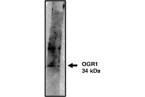 Western blot analysis using OGR1 antibody on cells transfected with OGR1 protein at 10 µg/ml. (GPR68 抗体)