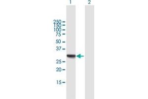 Western Blot analysis of RDH16 expression in transfected 293T cell line by RDH16 MaxPab polyclonal antibody.