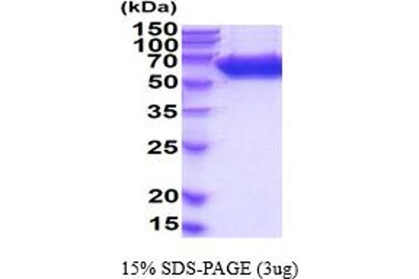 ALPL Protein (AA 19-503) (His tag)