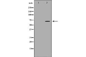 Western blot analysis of extracts of Kidney, using BTRC antibody. (BTRC 抗体  (N-Term))