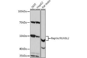 Western blot analysis of extracts of various cell lines, using Reptin/RUVBL2 Rabbit mAb (ABIN7270119) at 1:1000 dilution. (RUVBL2 抗体)