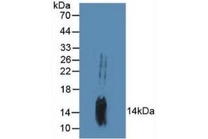 Western blot analysis of Mouse Brain Tissue. (GADD45B 抗体  (AA 1-160))