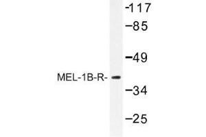 Image no. 1 for anti-Melatonin Receptor 1B (MTNR1B) antibody (ABIN317757) (Melatonin Receptor 1B 抗体)