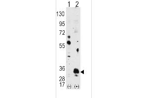Western blot analysis of PIM1 using PIM1 Antibody using 293 cell lysates (2 ug/lane) either nontransfected (Lane 1) or transiently transfected with the PIM1 gene (Lane 2). (PIM1 抗体)