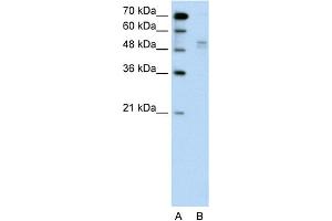 WB Suggested Anti-WWP2 Antibody Titration:  0. (WWP2 抗体  (Middle Region))