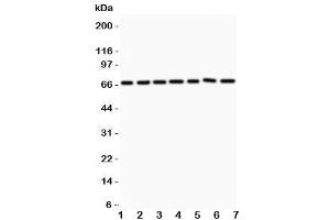 Western blot testing of ANG1 antibody and Lane 1:  HeLa (Angiopoietin 1 抗体  (AA 16-350))
