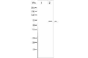 Western blot analysis of LIMK1/2 phosphorylation expression in HeLa whole cell lysates,The lane on the left is treated with the antigen-specific peptide. (LIMK-1/2 (pThr505), (pThr508) 抗体)