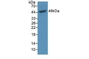 Detection of Recombinant GAS6, Mouse using Polyclonal Antibody to Growth Arrest Specific Protein 6 (GAS6) (GAS6 抗体  (AA 59-221))