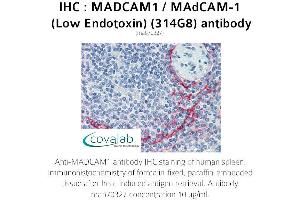 Image no. 1 for anti-Mucosal Vascular Addressin Cell Adhesion Molecule 1 (MADCAM1) antibody (ABIN5693628) (MADCAM1 抗体)
