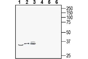 Western blot analysis of mouse  B-cell lymphoma cell line lysate (lanes 1 and 4), mouse  microglia cell line lysate (lanes 2 and 5) and mouse P815 mastocytoma cell line lysate (lanes 3 and 6):1-3.