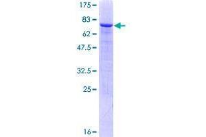 ZNF71 Protein (AA 1-489) (GST tag)