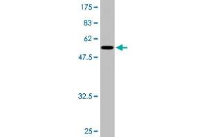 Western Blot detection against Immunogen (51. (TGIF2 抗体  (AA 1-237))