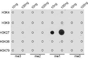 Dot-blot analysis of all sorts of methylation peptides using MonoMethyl-Histone H3-K27 antibody (ABIN3023262, ABIN3023263, ABIN3023264, ABIN1513004 and ABIN6219518). (Histone 3 抗体  (H3K27me1))