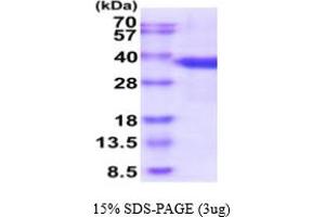 SDS-PAGE (SDS) image for serine/arginine-Rich Splicing Factor 1 (SRSF1) (AA 1-248) protein (His tag) (ABIN5854856) (SRSF1 Protein (AA 1-248) (His tag))