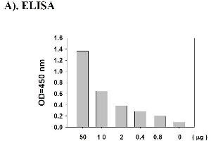 Image no. 2 for Signal Transducer and Activator of Transcription 1, 91kDa (STAT1) ELISA Kit (ABIN1981811) (STAT1 ELISA 试剂盒)