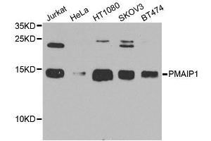 Western blot analysis of extracts of various cell lines, using PMAIP1 antibody (ABIN6003533) at 1/1000 dilution. (NOXA 抗体)