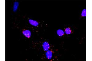 Proximity Ligation Analysis of protein-protein interactions between CDC6 and MCM6. (MCM6 抗体  (AA 1-821))