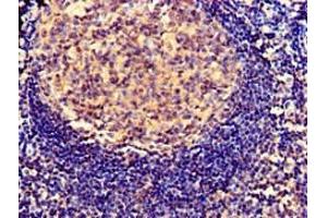 Immunohistochemistry of paraffin-embedded human tonsil tissue using ABIN7163524 at dilution of 1:100 (SERPING1 抗体  (AA 23-300))