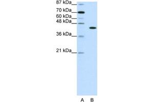 Western Blotting (WB) image for anti-PiggyBac Transposable Element Derived 1 (PGBD1) antibody (ABIN2461949) (PGBD1 抗体)