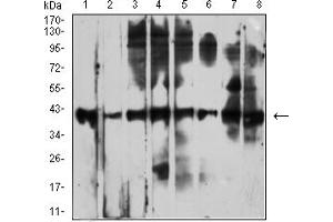 Western blot analysis using CD53 mouse mAb against Raji (1), Ramos (2), Jurkat (3), MOLT4 (4), K562 (5), HL-60 (6), THP-1 (7), and U937 (8) cell lysate.